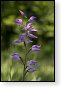 bloemen bloem hdr natuur flora roos rozen tulp tulpen orchidee orchideeen zonnebloem geranium cannabis marihuana wiet hennep sativa indica